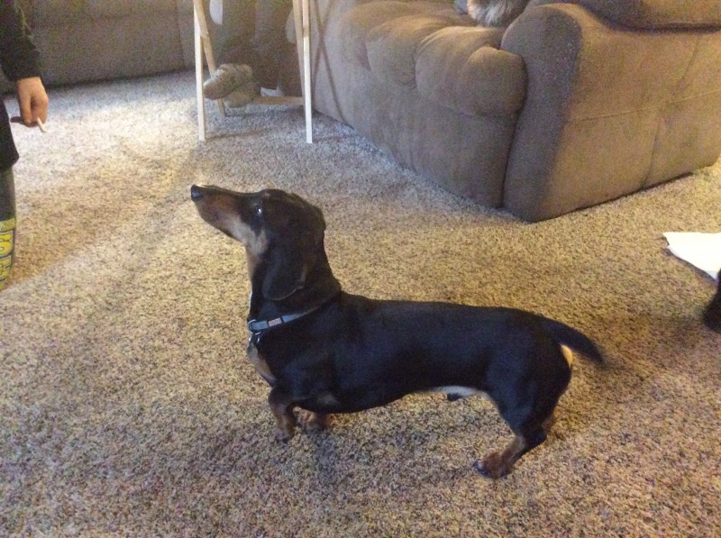 rescue buffalo ny dachshund rescue near buffalo ny photo rescue buffalo ny dachshund rescue near buffalo ny photo