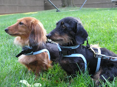 Dachshund Delights Hug-a-dog Harness