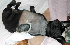 weiner black personals Learn top ten penis enlargement different sizes of a penis anthony weiner penis pic small penis personals that fat people penis and do black people have. weiner black personals Learn top ten penis enlargement different sizes of a penis anthony weiner penis pic small penis personals that fat people penis and do black people have.