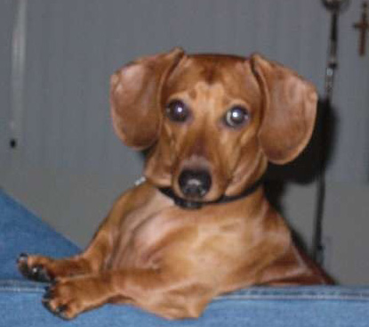 what of is scrappy doo s happy tails dachshund rescue of america what of is scrappy doo s happy tails dachshund rescue of america