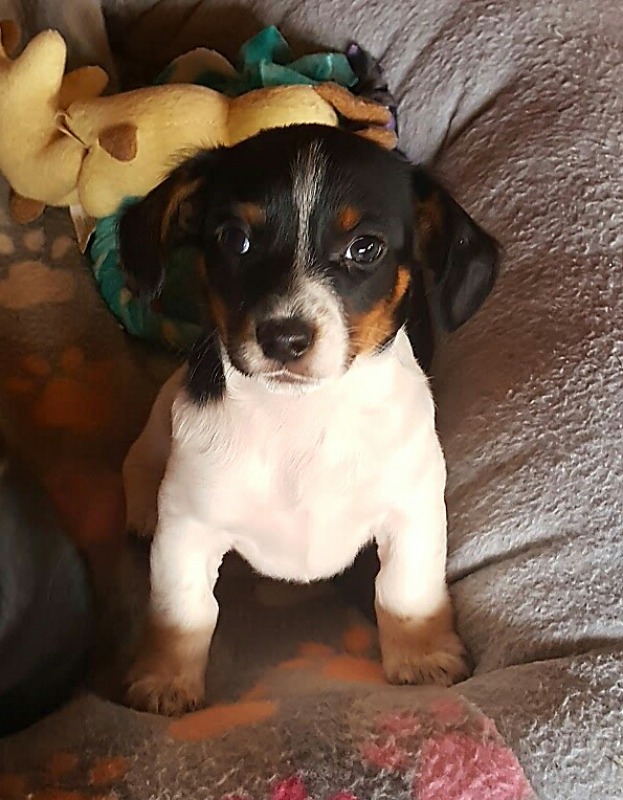 Nike 12185 Dachshund Rescue of North America