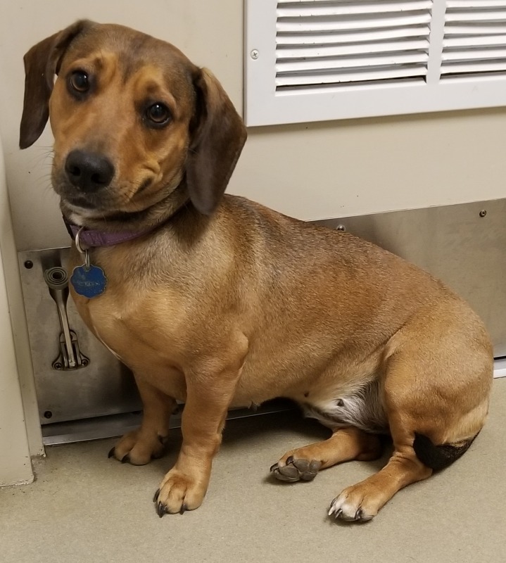 Dachshund Rescue of North America