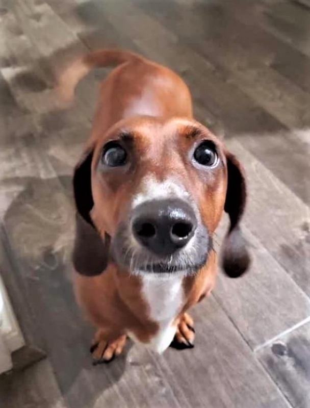 All Available Dachshunds Dachshund Rescue of North America