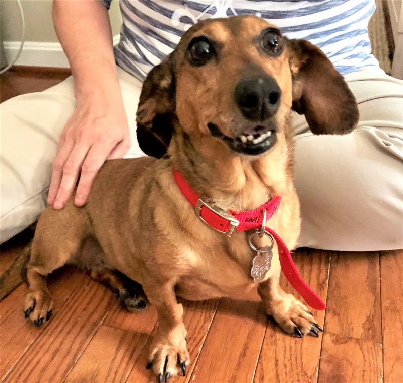 Suzie 12976 Dachshund Rescue of North America