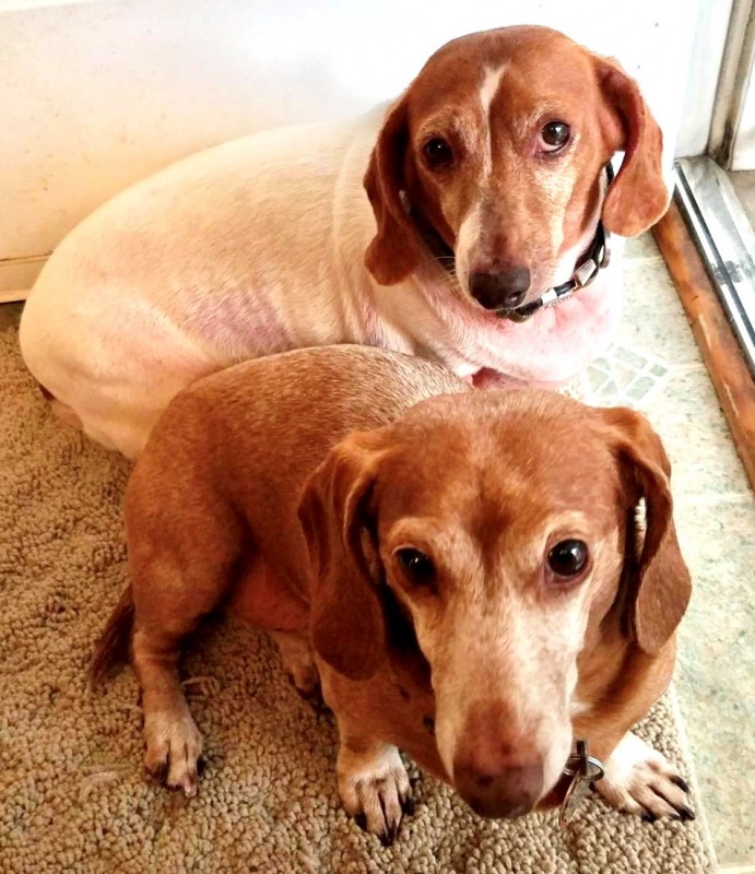 Dallas Fee waived for 60+ adopter 12996 Dachshund Rescue of North