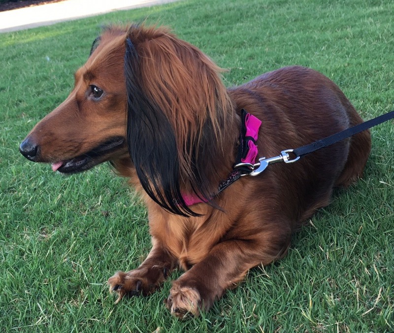 Lexie: no fee for 60+ adopter #13002 - Dachshund Rescue of North America
