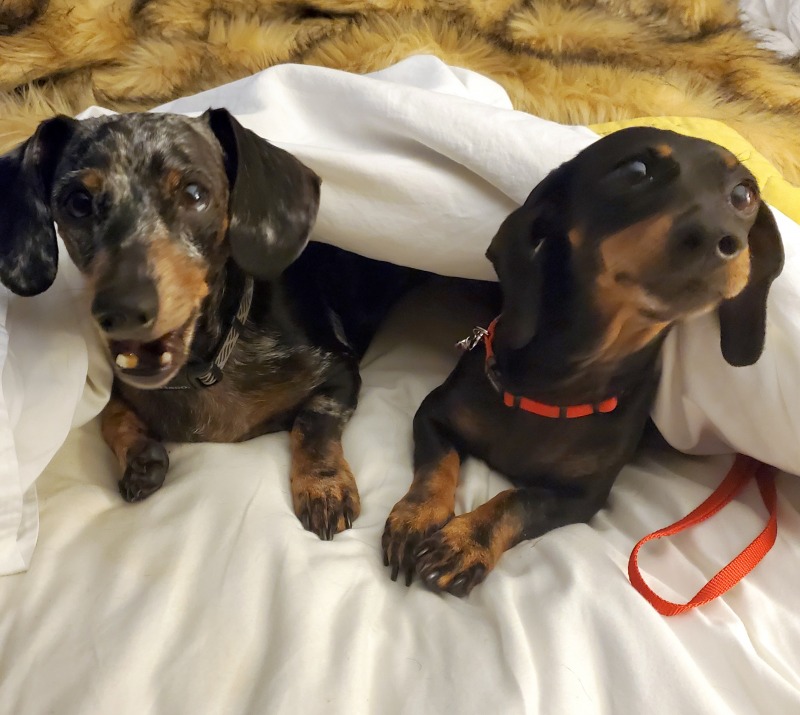 minuet-13021-dachshund-rescue-of-north-america