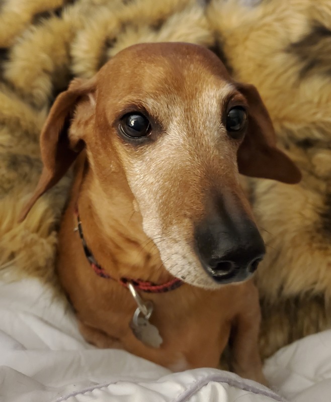 Mr. Darcy - Adoptable Dachshund