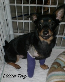 Little Taz - Help Me!