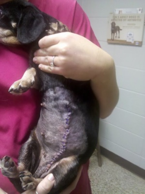 Lucy stitches