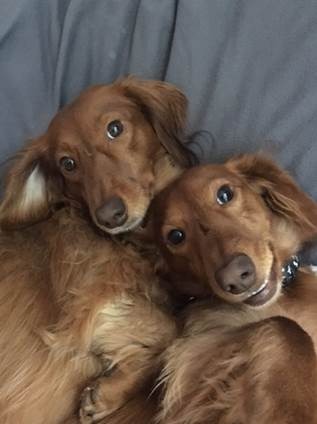 long haired dachshund rescue