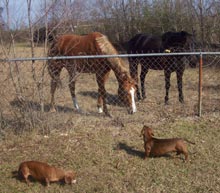 Abby Gracie and Oscar horses