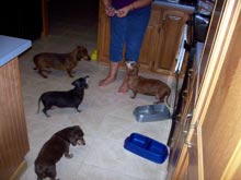 Abby Gracie and Oscar dinner