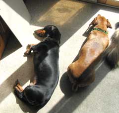 Allison snoozes in the sun with Auggie