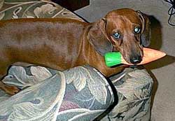 Bailey