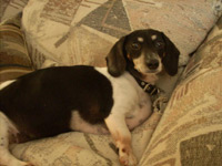 Bailey
