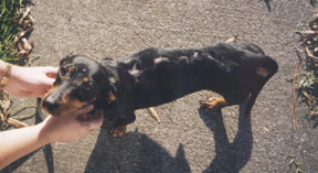 Buddy's burned back