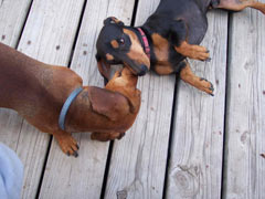 Cameron and Schmidty