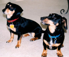 Carly (red collar) and Daisy