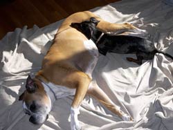 Chauncey and Oliver sleep