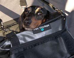 Chauncey travels