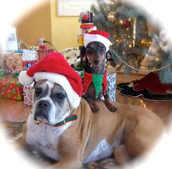 Chauncey  and Oliver at Christmas