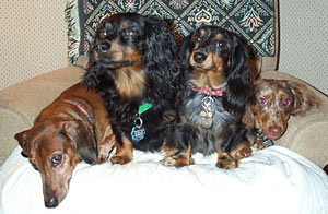 Cheesy (aka Jake Leo) Sammy Boy and Arthur