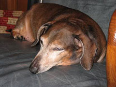 Chelsey sleeping