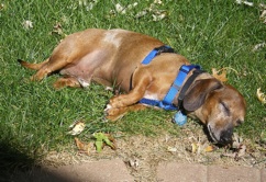 Chip in the grass