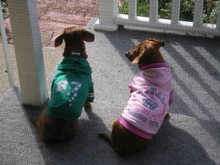 Chip and Ginger
