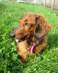 coco enjoys the sun