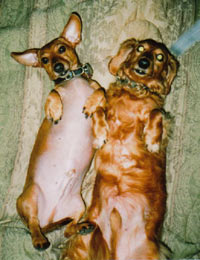 Duke and Bubba