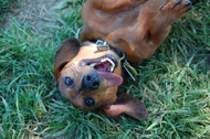 Frank at the park