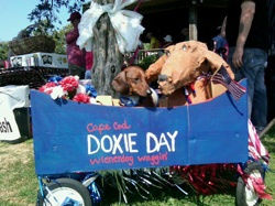 Gunner at Doxie Days