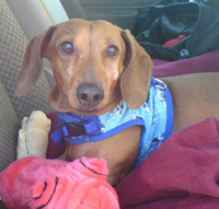 Hildie Happy