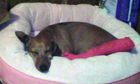 Hildie Home