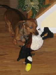 Jack and his toy