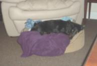 Jack relaxes