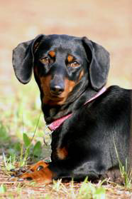 Kadie