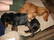 Mickey and Wolfie sleep