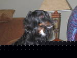 Mollie