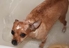 Paco cleans up