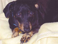 Peanut