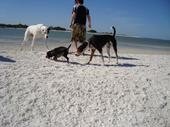Petey and friends