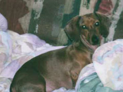 Rascal
