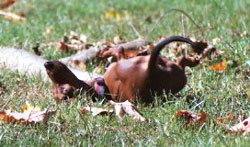 Rascal rolling