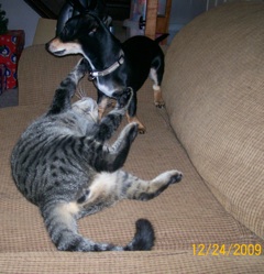 Raven and cat