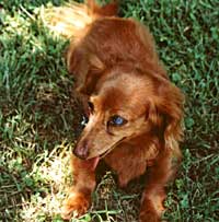 Rosie