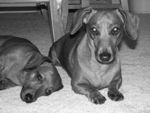 Chili and Ruby Jean