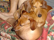 Rusty Cuddles